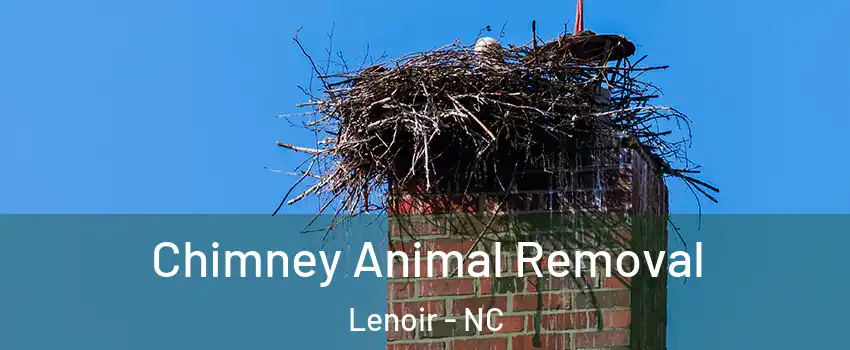  Chimney Animal Removal Lenoir - NC