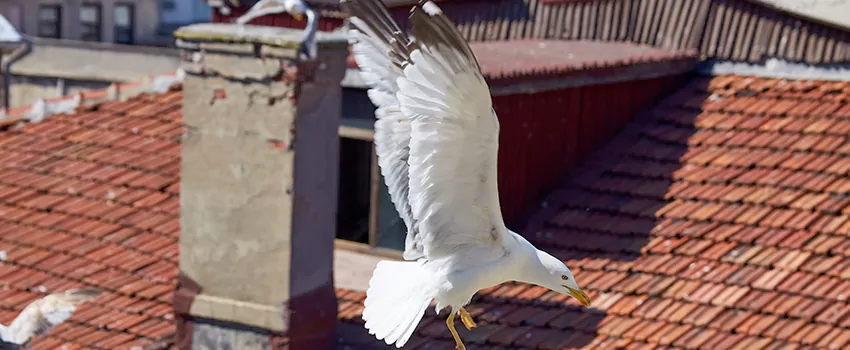Residential Chimney Animal Removal Solution in Lenoir, NC