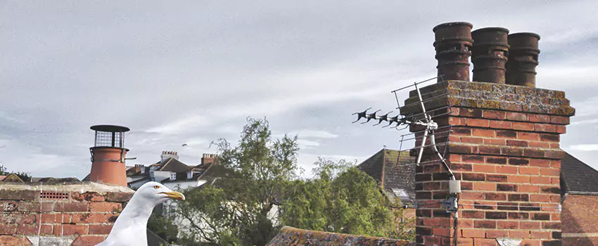 Chimney Cleaning And Restoration in Lenoir, North Carolina